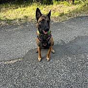 Vella participe au concours pour gagner de l'argent avec cette photo : dog, belgian_malinois, outdoor, pavement, grass, trees, harness, collar, animal, pet, canine, nature, sunlight, forest, sitting, tongue_out, alert, ears_up, path, daytime