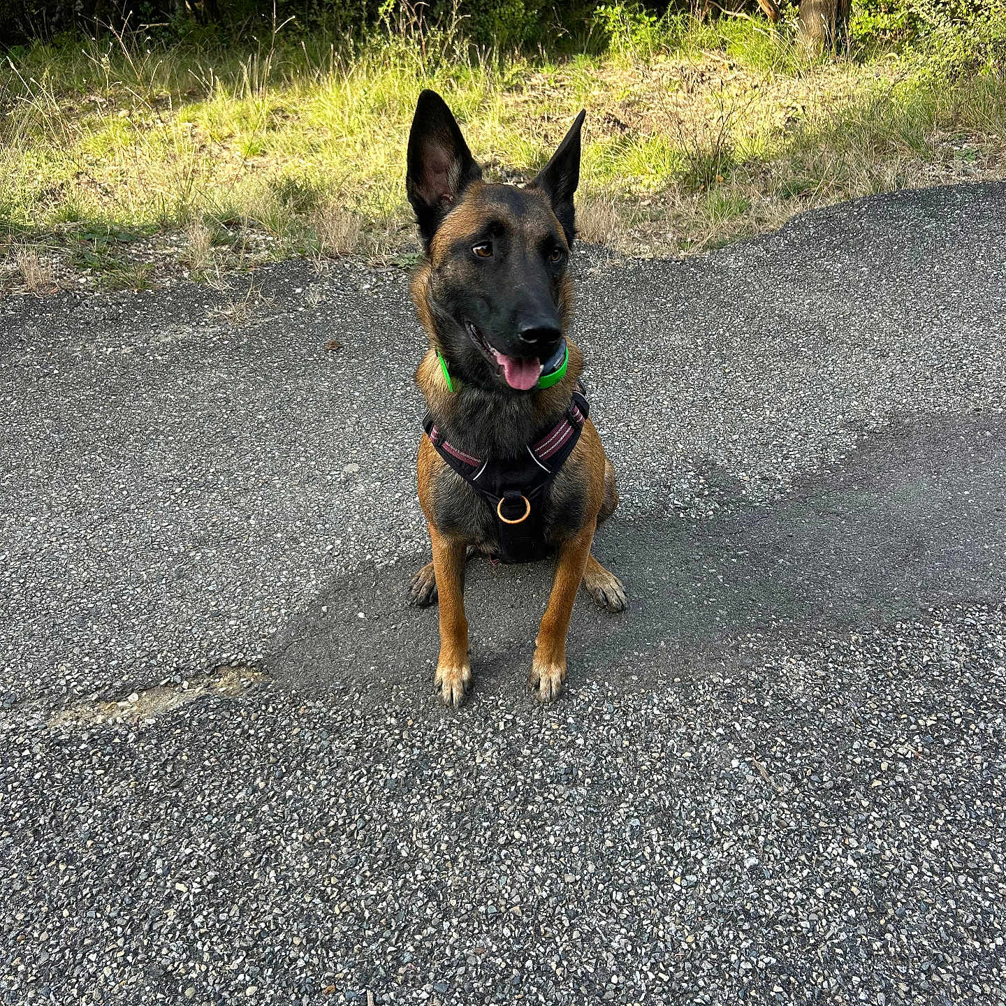 Vella participe au concours pour gagner de l'argent avec cette photo : alert, animal, belgian_malinois, canine, collar, daytime, dog, ears_up, forest, grass, harness, nature, outdoor, path, pavement, pet, sitting, sunlight, tongue_out, trees