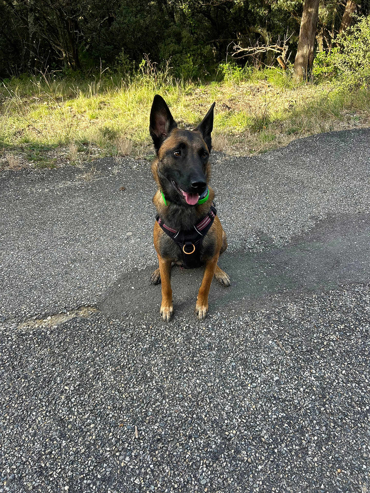 Vella participe au concours pour gagner de l'argent avec cette photo : dog, belgian_malinois, outdoor, pavement, grass, trees, harness, collar, animal, pet, canine, nature, sunlight, forest, sitting, tongue_out, alert, ears_up, path, daytime