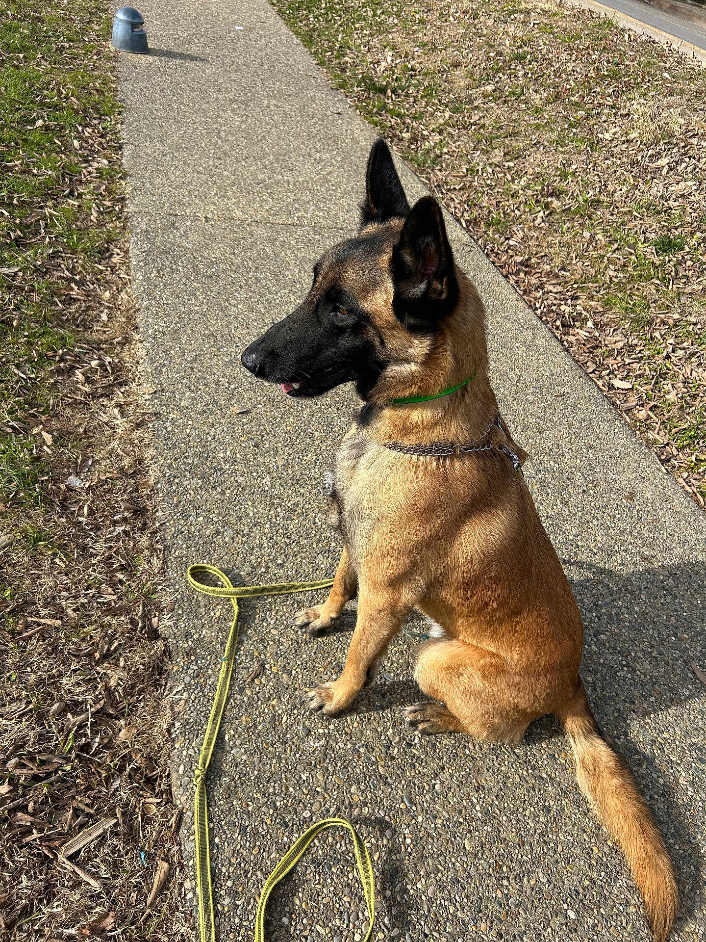 Itachi participe au concours pour gagner de l'argent avec cette photo : dog, german_shepherd, leash, sidewalk, grass, dry_leaves, outdoor, pet, canine, sunlight, animal, sitting, nature, collar, pavement, ears_up, alert, daylight, brown_fur, black_muzzle