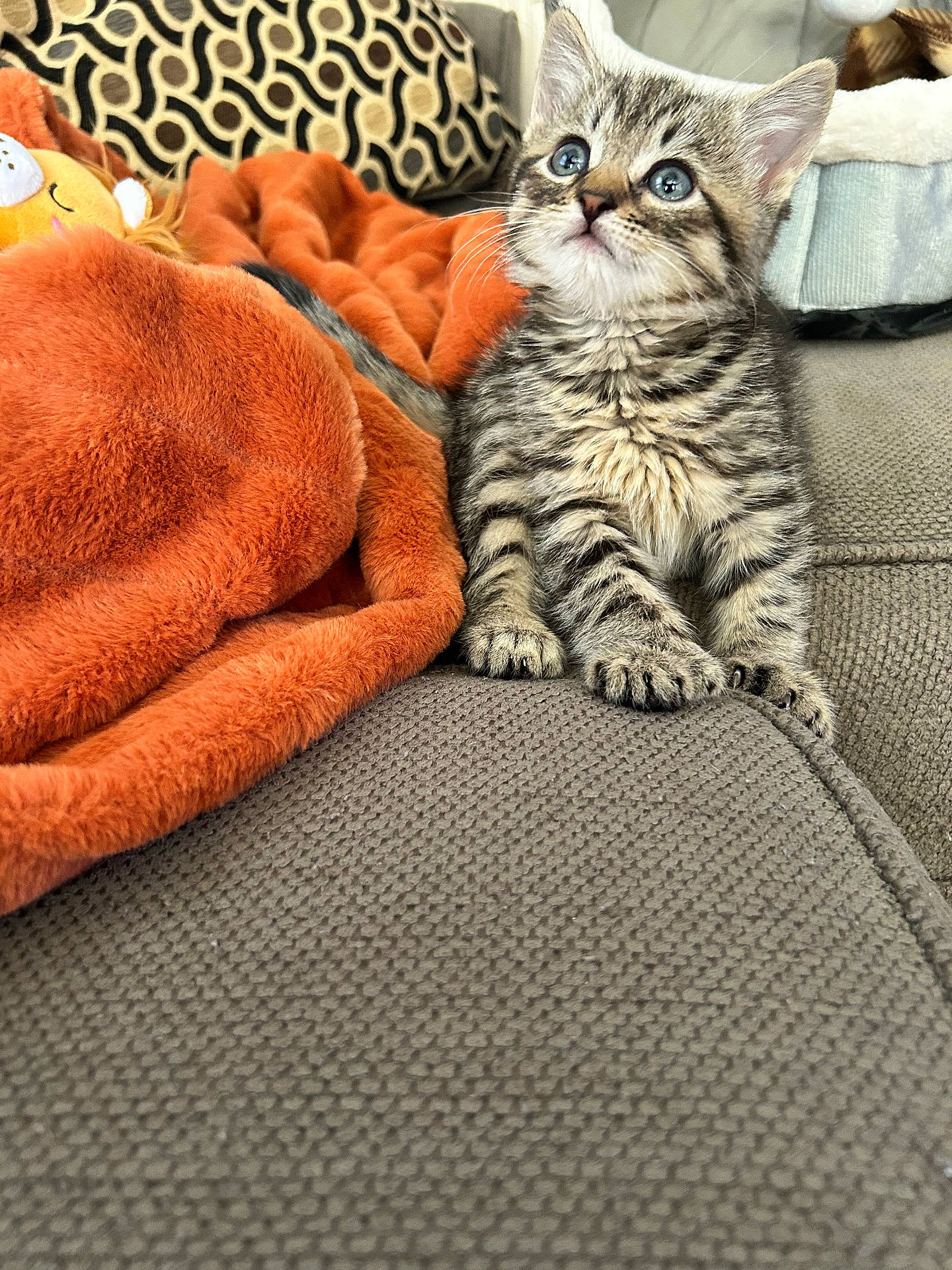 Sur-Ernest Hemingway joined the competition — help win amazing prizes! abyssinian, animal, bed, blanket, canine, cat, chair, couch, cushion, dog, furniture, homedecor, indoors, kitten, linen, manx, person, pet, quilt, sleeping