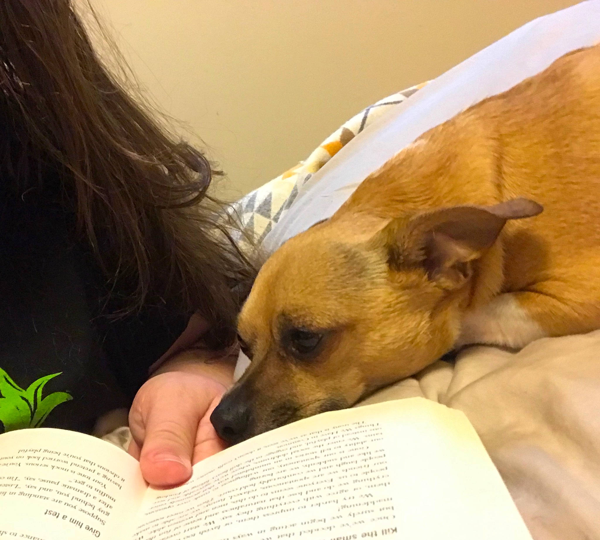 Griffey is registered to the contest to win money with this photo: canidae, carnivore, chihuahua, comfort, companion_dog, dog, dog_breed, ear, fawn, love, mammal, nap, paw, puggle, puppy, puppy_love, reading, sleep, snout, toy_dog