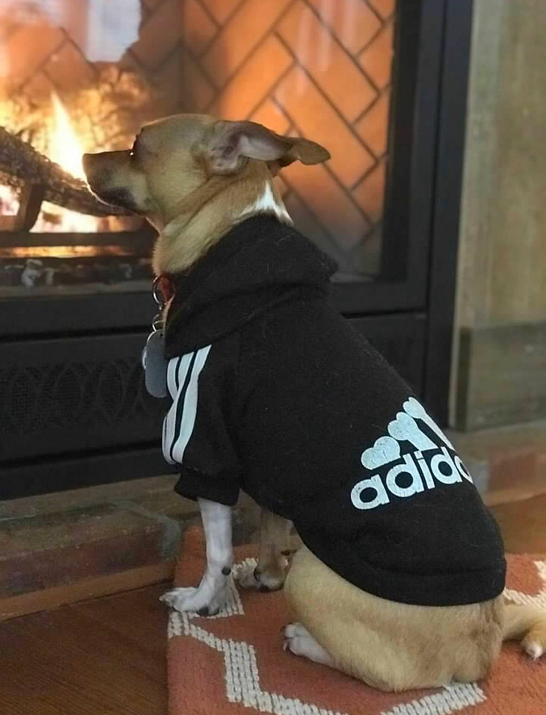 Griffey is registered to the contest to win money with this photo: canidae, carnivore, companion_dog, costume, dog, dog_breed, dog_clothes, dog_supply, fawn, neck, outerwear, paw, snout, sportswear, top