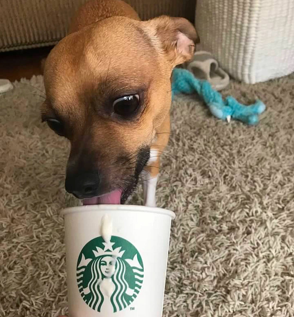 Griffey is registered to the contest to win money with this photo: black_mouth_cur, canidae, carnivore, chihuahua, companion_dog, cup, dog, dog_breed, fawn, lurcher, puppy, snout, street_dog, toy_dog, whippet