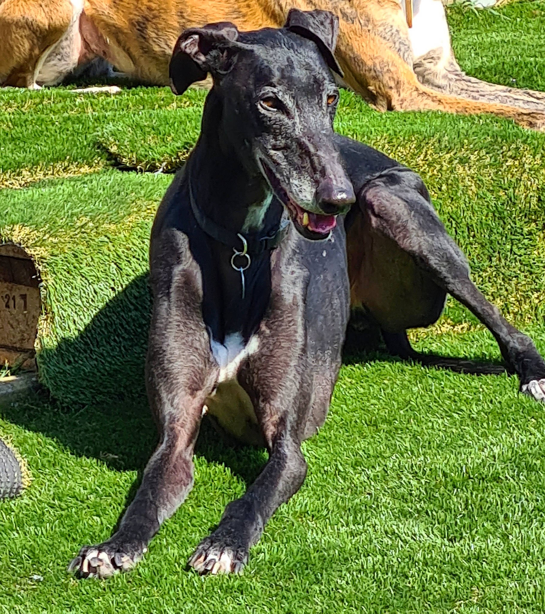 Loki participe au concours pour gagner de l'argent avec cette photo : carnivore, collar, companion_dog, dog, dog_breed, dog_collar, dog_supply, grass, guard_dog, hunting_dog, magyar_agar, non_sporting_group, pet_supply, rampur_greyhound, snout, sporting_group, terrestrial_animal, working_animal, working_dog