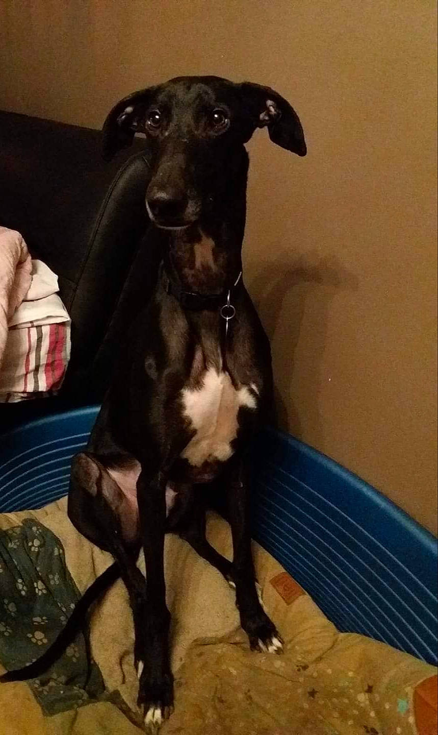 Loki participe au concours pour gagner de l'argent avec cette photo : canidae, carnivore, chippiparai, dog, dog_breed, galgo_espanol, greyhound, hortaya_borzaya, italian_greyhound, lurcher, magyar_agar, mammal, non_sporting_group, rampur_greyhound, sighthound, snout, toy_dog, vertebrate, whippet