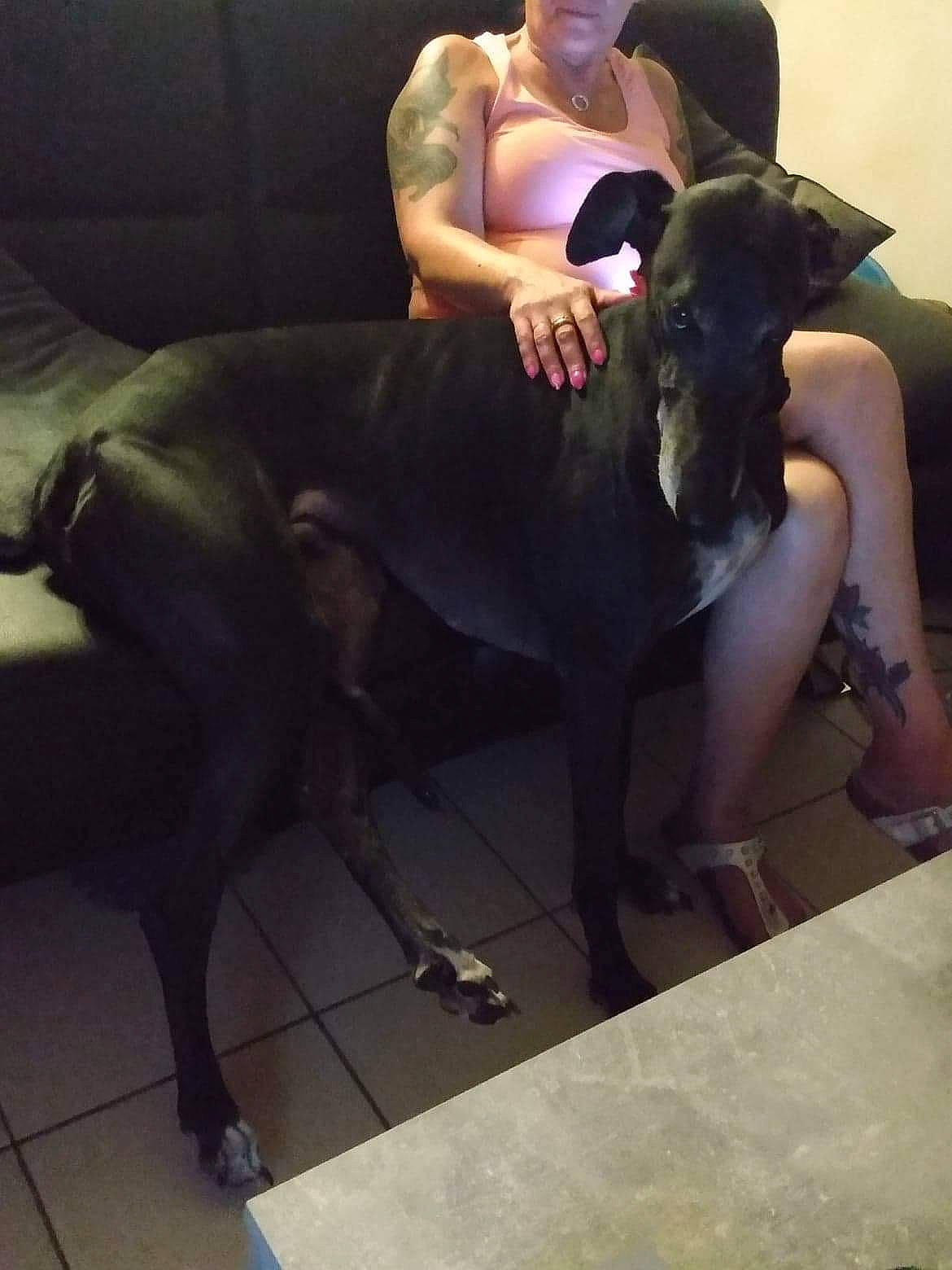 Loki participe au concours pour gagner de l'argent avec cette photo : abdomen, comfort, companion_dog, dog_breed, dress, eyewear, fashion_design, fawn, flash_photography, flooring, formal_wear, human_leg, knee, lap, leg, long_hair, sportswear, thigh, trunk, waist