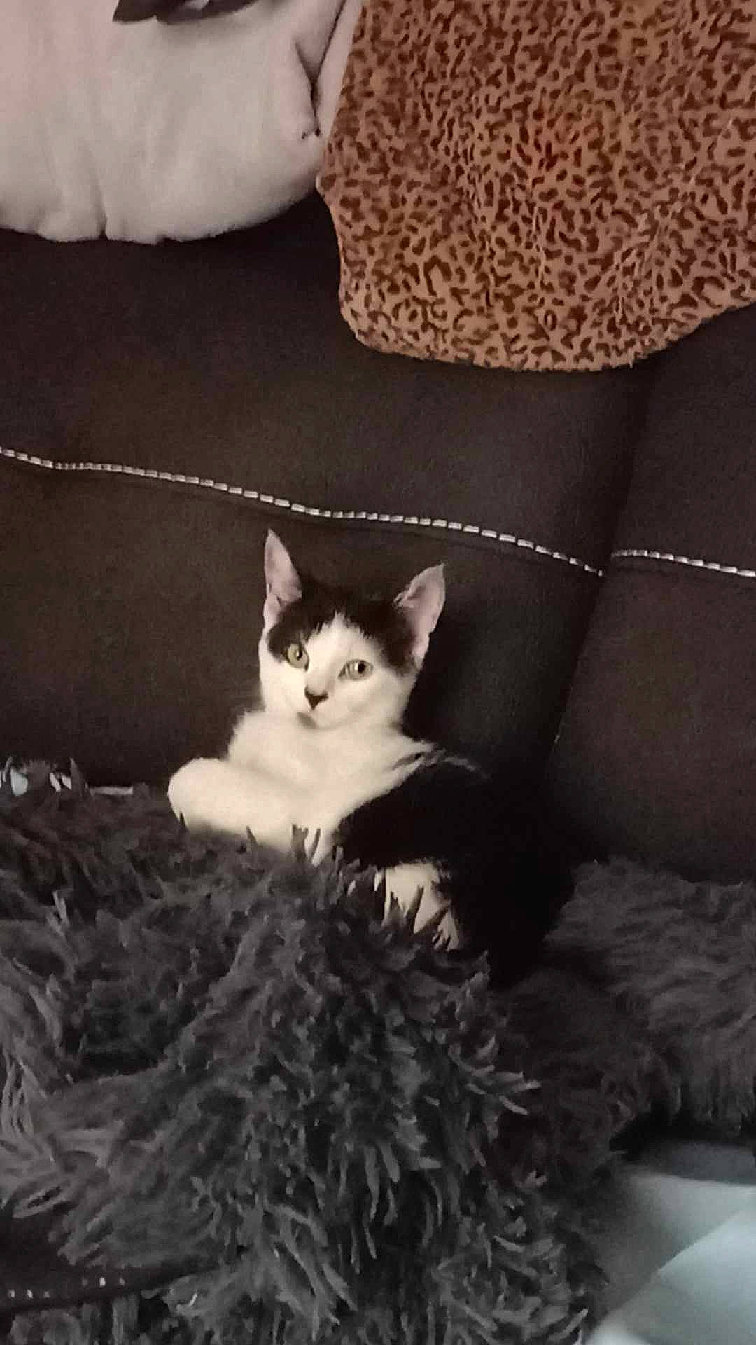 Hadès participe au concours pour gagner de l'argent avec cette photo : bedding, carnivore, cat, cat_supply, comfort, couch, domestic_short_haired_cat, fawn, felidae, fur, grey, human_leg, linens, paw, room, sitting, small_to_medium_sized_cats, tail, whiskers, wood