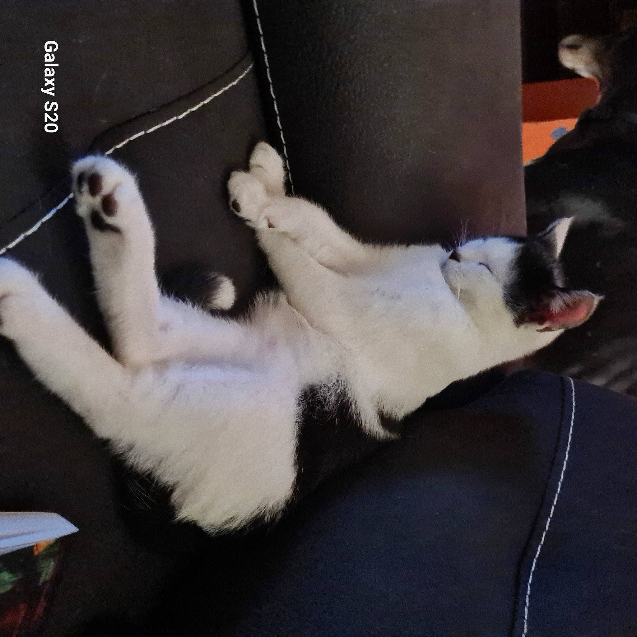 Hadès participe au concours pour gagner de l'argent avec cette photo : auto_part, canidae, carnivore, cat, claw, collar, comfort, companion_dog, domestic_short_haired_cat, felidae, foot, fur, gadget, human_leg, lap, paw, small_to_medium_sized_cats, snout, tail, whiskers