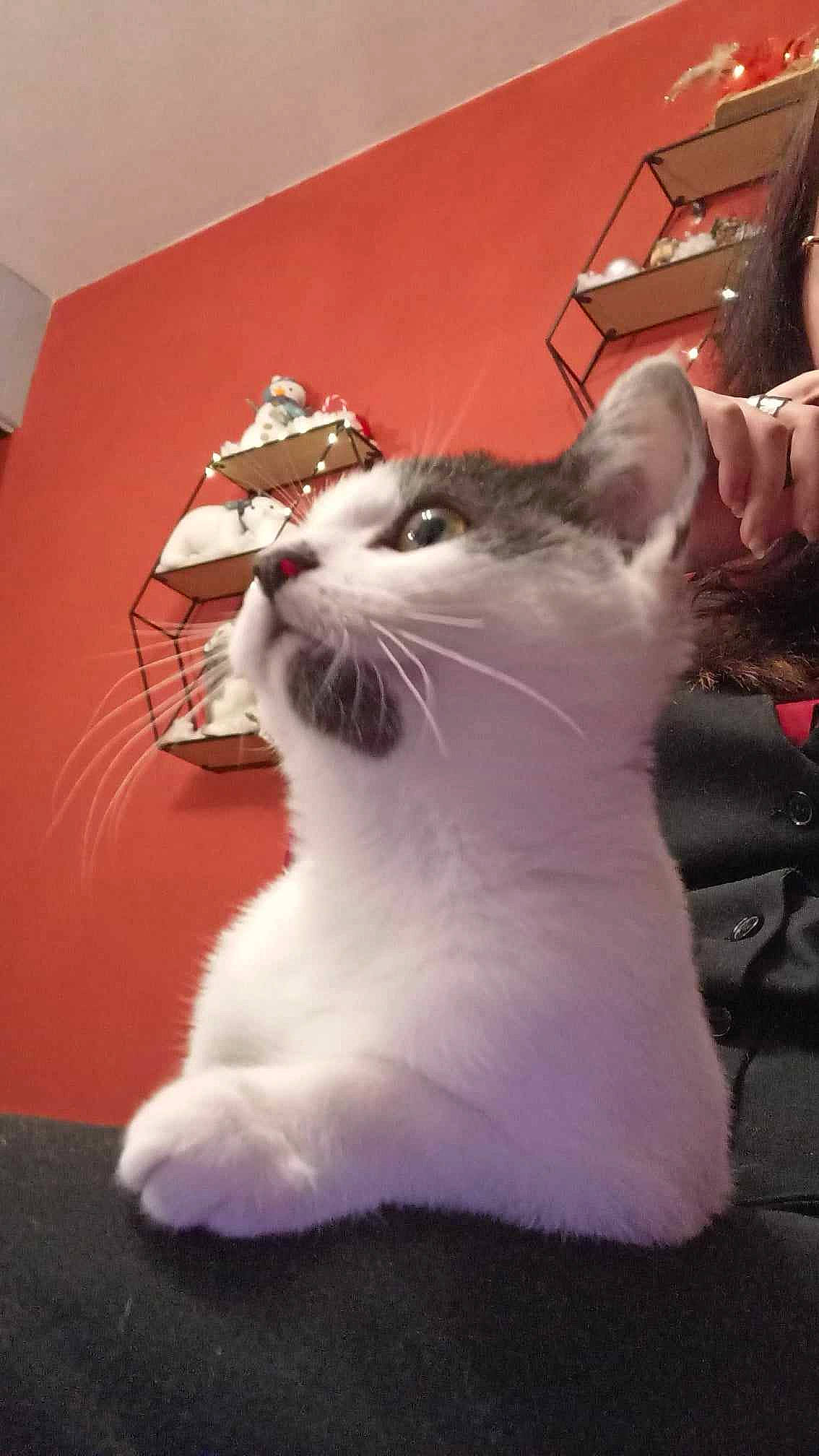 Hadès participe au concours pour gagner de l'argent avec cette photo : carnivore, cat, comfort, domestic_short_haired_cat, felidae, fur, gesture, paw, small_to_medium_sized_cats, snout, tail, whiskers