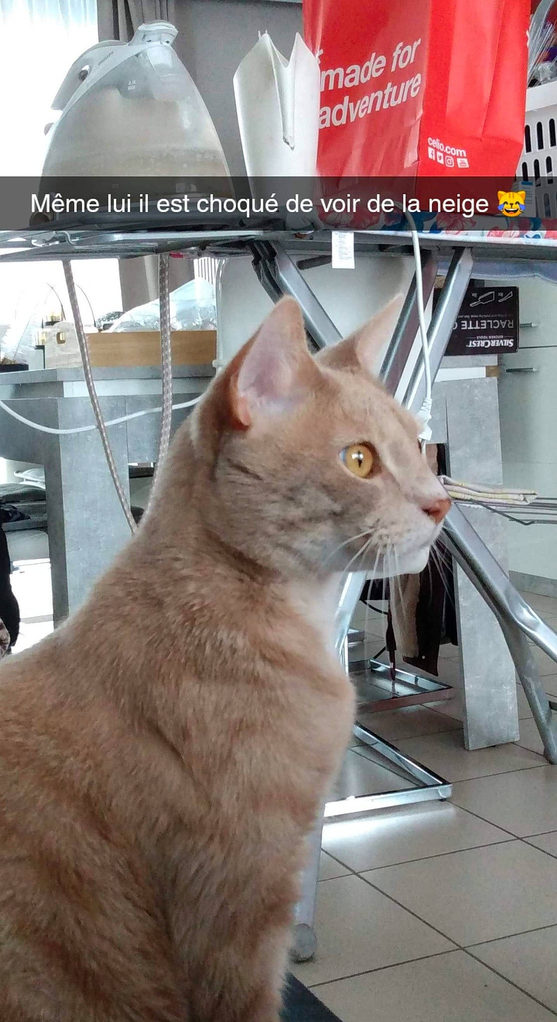 Eros participe au concours pour gagner de l'argent avec cette photo : carnivore, cat, domestic_short_haired_cat, fang, fawn, felidae, fur, small_to_medium_sized_cats, snout, tail, terrestrial_animal, whiskers, windshield