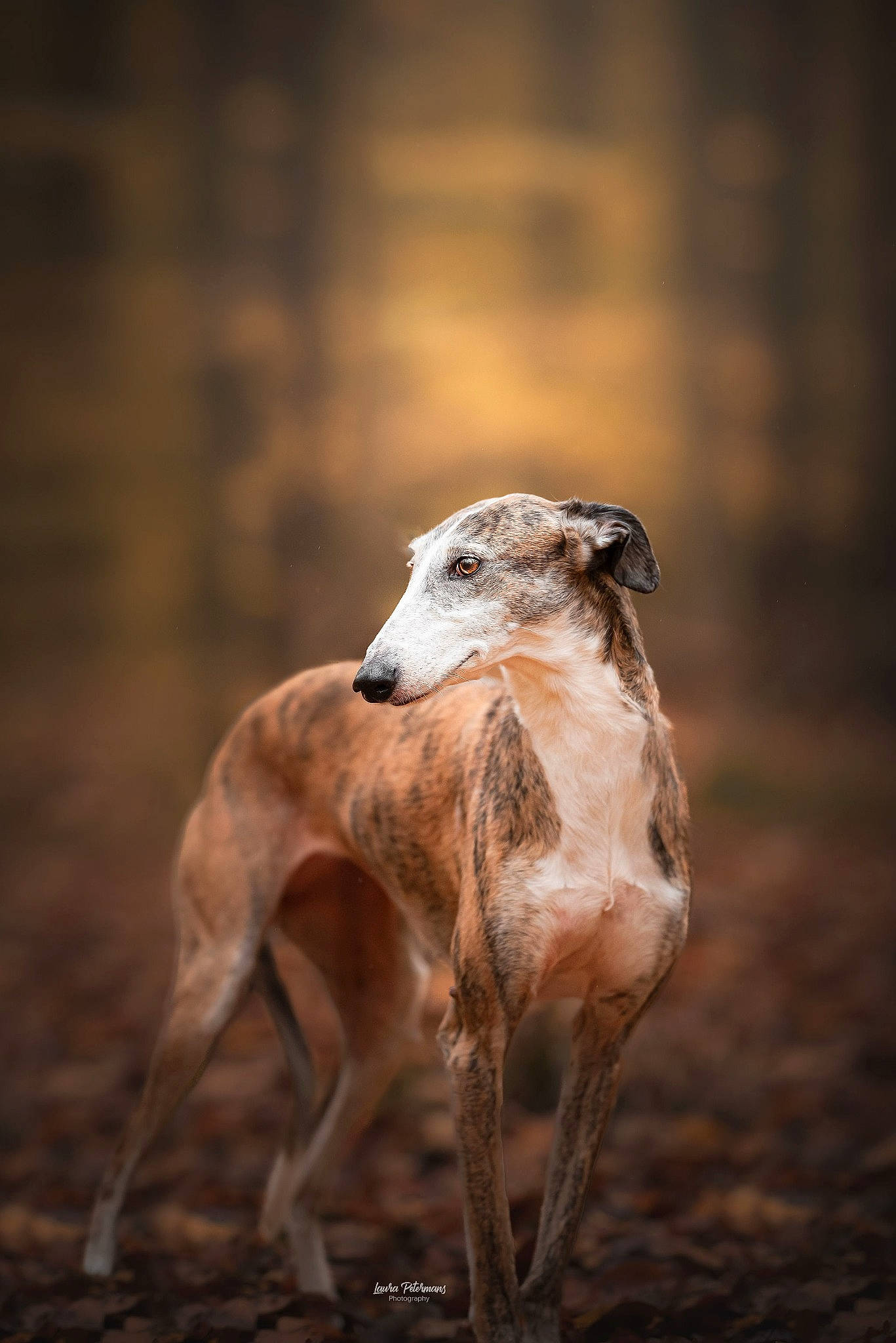 Kika a rejoint le concours — aidez-le/la à gagner de superbes lots ! ancient_dog_breeds, canidae, carnivore, companion_dog, dog, dog_breed, fawn, hortaya_borzaya, hunting_dog, magyar_agar, mudhol_hound, non_sporting_group, polish_greyhound, rampur_greyhound, sighthound, snout, sporting_group, terrestrial_animal, wood, working_animal