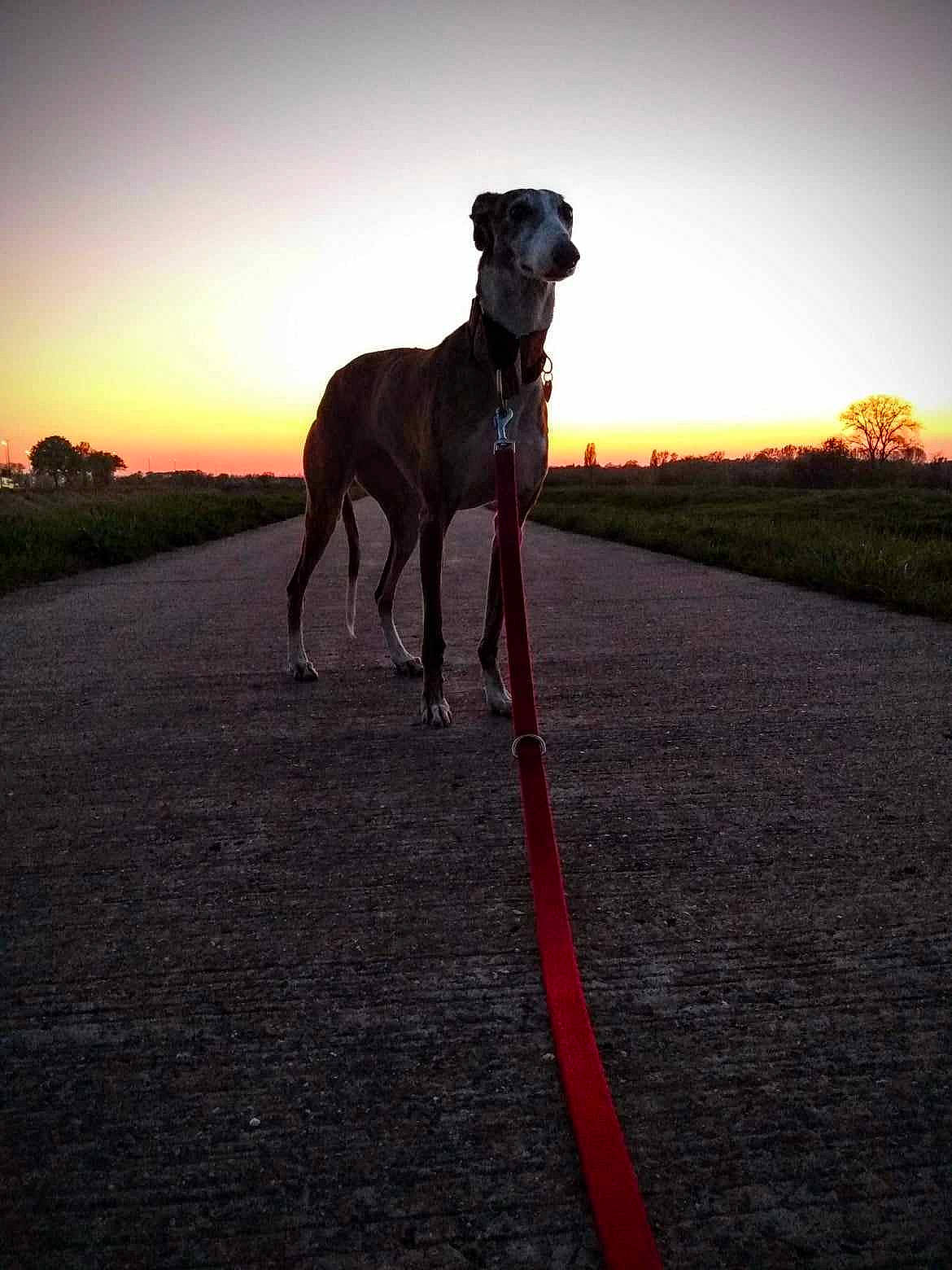 Kika a rejoint le concours — aidez-le/la à gagner de superbes lots ! asphalt, canidae, carnivore, collar, dog, dog_breed, dog_collar, dog_walking, fawn, landscape, leash, pet_supply, plant, road, road_surface, sky, sporting_group, street_light, tail, working_animal