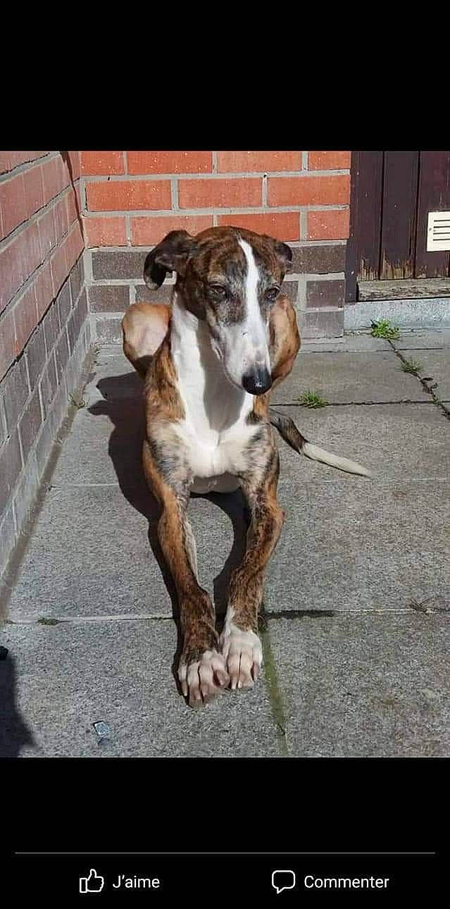 Kika participe au concours pour gagner de l'argent avec cette photo : brick, brickwork, canidae, carnivore, collar, companion_dog, dog, dog_breed, fawn, liver, mortar, pet_supply, plant, snout, sporting_group, street_dog, tail, terrestrial_animal, whiskers, working_animal