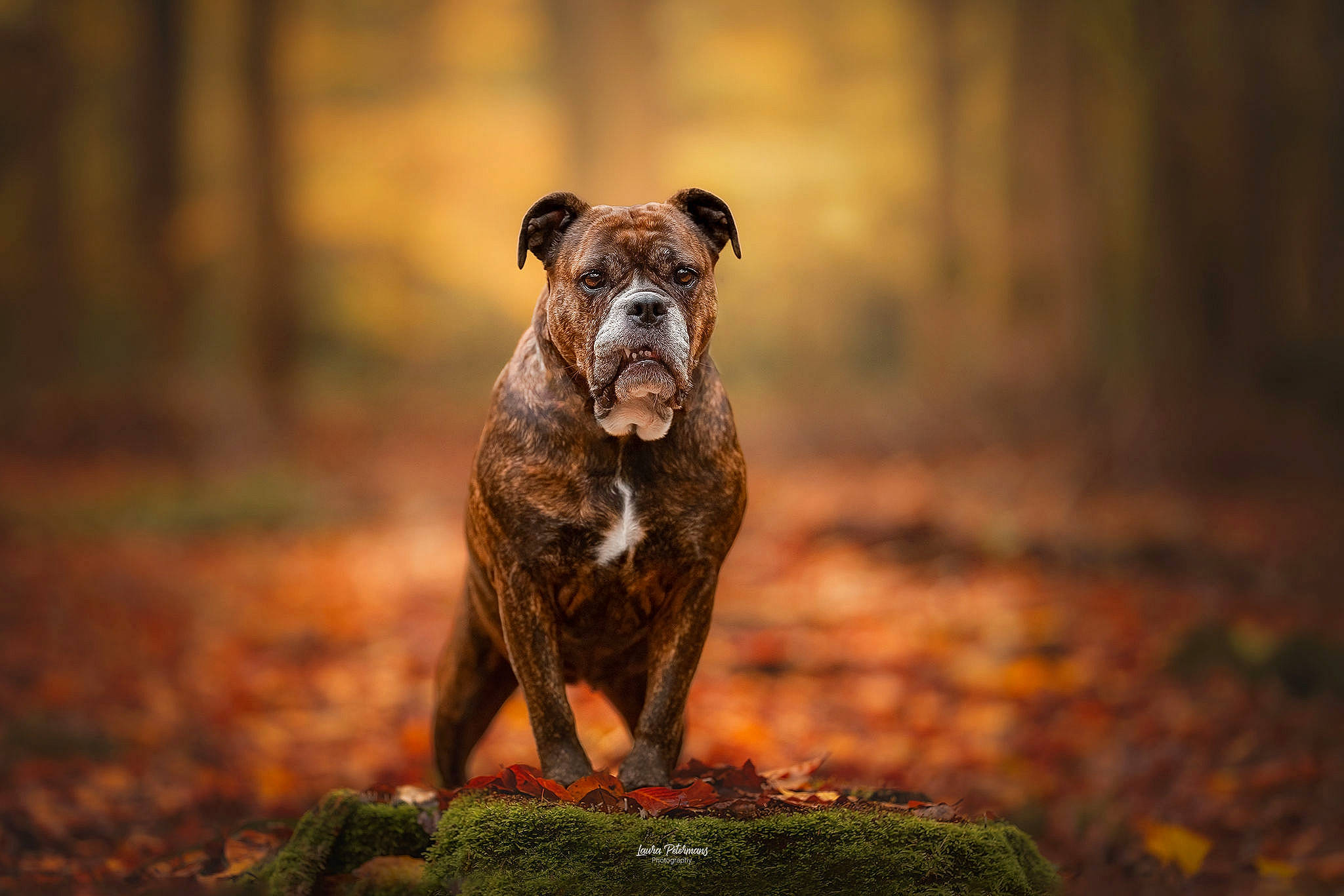 Shiva a rejoint le concours — aidez-le/la à gagner de superbes lots ! canidae, carnivore, companion_dog, dog, dog_breed, fawn, flash_photography, forest, grass, landscape, natural_landscape, plant, snout, soil, sporting_group, tail, terrestrial_animal, trunk, wood, working_animal