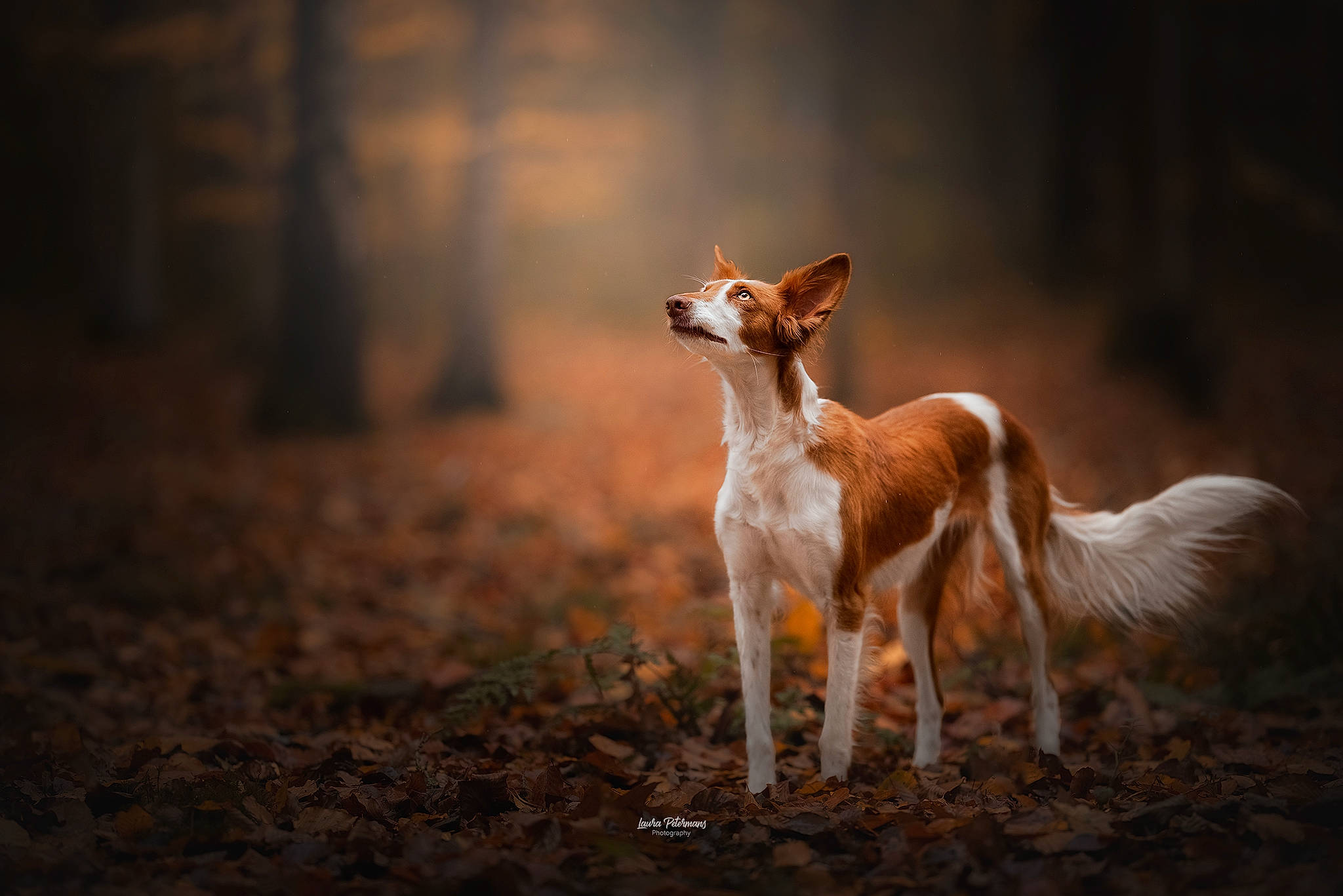 Mya participe au concours pour gagner de l'argent avec cette photo : canidae, carnivore, companion_dog, darkness, dog, dog_breed, fawn, forest, grass, landscape, natural_landscape, soil, sporting_group, tail, terrestrial_animal, tree, trunk, wildlife, wood, woodland