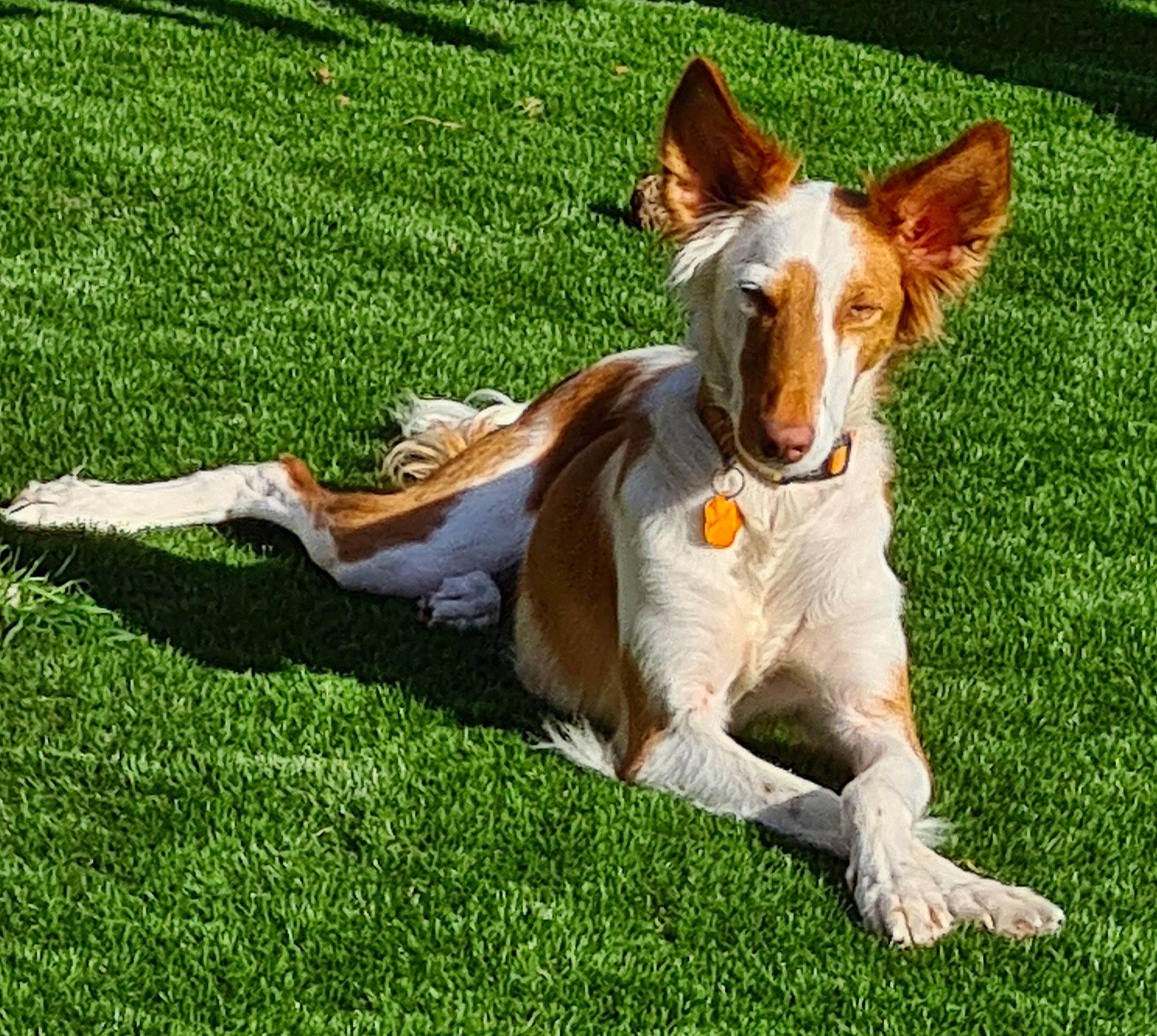 Mya participe au concours pour gagner de l'argent avec cette photo : ancient_dog_breeds, canidae, carnivore, collie, companion_dog, dog, dog_breed, dog_sports, fawn, grass, hound, hunting_dog, lawn, puppy, snout, sporting_group, tail, terrier, whiskers, working_dog