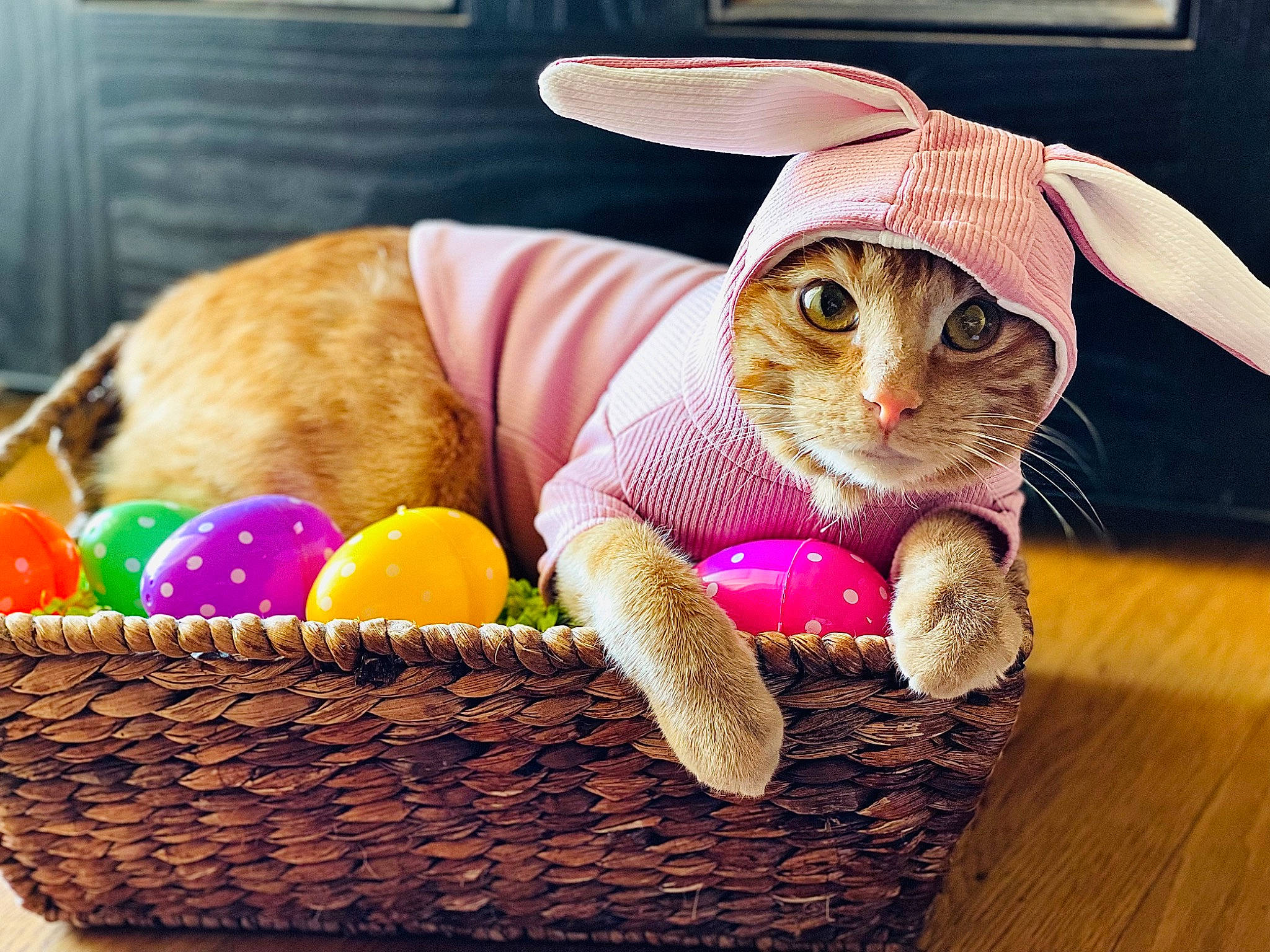 Cletus joined the competition — help win amazing prizes! basket, carnivore, cat, costume_hat, fashion_accessory, fawn, felidae, pink, plush, product, small_to_medium_sized_cats, snout, storage_basket, stuffed_toy, tail, textile, toy, whiskers, wicker, wood