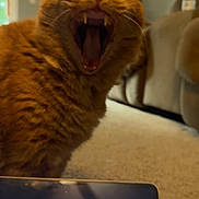 Simon is registered to the contest to win money with this photo: background, carpet, cat, close_up, couch, cozy, feline, furniture, home, indoor, lamp, living_room, mouth_open, orange_tabby, pet, reflection, screen, teeth, whiskers, yawning