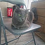 animal, backpack, cabinet, cat, chair, coca_cola, domestic, flooring, folding_chair, furniture, gray_cat, green_eyes, home, indoor, pet, quiet, refrigerator, relaxed, resting, wood_floor