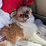 Mochi is registered to the contest to win money with this photo: animal, blanket, brown_and_white, car, dog, eyes, face, fluffy, indoor, long_hair, lying_down, nose, pet, plush, portrait, puppy, red_clothing, relaxed, small_dog, vehicle