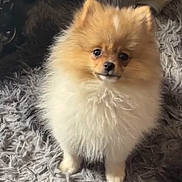 Mochi is registered to the contest to win money with this photo: adorable, black_nose, centered_subject, companion_animal, cream_fur, cute, dark_eyes, dog, fluffy, home, indoors, orange_fur, pet, photography, pomeranian, portrait, puppy, shaggy_rug, sitting, small_dog