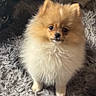 dog, pomeranian, puppy, fluffy, small_dog, orange_fur, cream_fur, sitting, portrait, pet, cute, adorable, companion_animal, dark_eyes, black_nose, indoors, shaggy_rug, home, centered_subject, photography