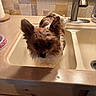 Mochi is registered to the contest to win money with this photo: backsplash, bath_time, black_nose, brown_fur, countertop, dark_eyes, dog, faucet, fluffy, kitchen, pet, pointed_ears, portrait, puppy, sink, sitting, small_dog, tile, wet_dog, white_fur