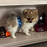 kittens, cats, fluffy, long_hair, kitten, animal, pet, fur, white_fur, brown_fur, blue_collar, sitting, standing, shelf, indoors, household_items, portrait, cute, eyes, feline