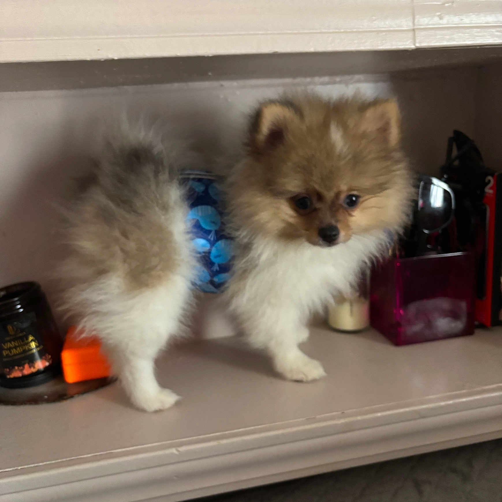 Mochi