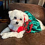 dog, puppy, white_fur, dress, plaid_pattern, green_bow, brown_leather_chair, indoor, pet, cute, small_dog, costume, animal, resting, fur, adorable, holiday, portrait, domestic_animal, fashion