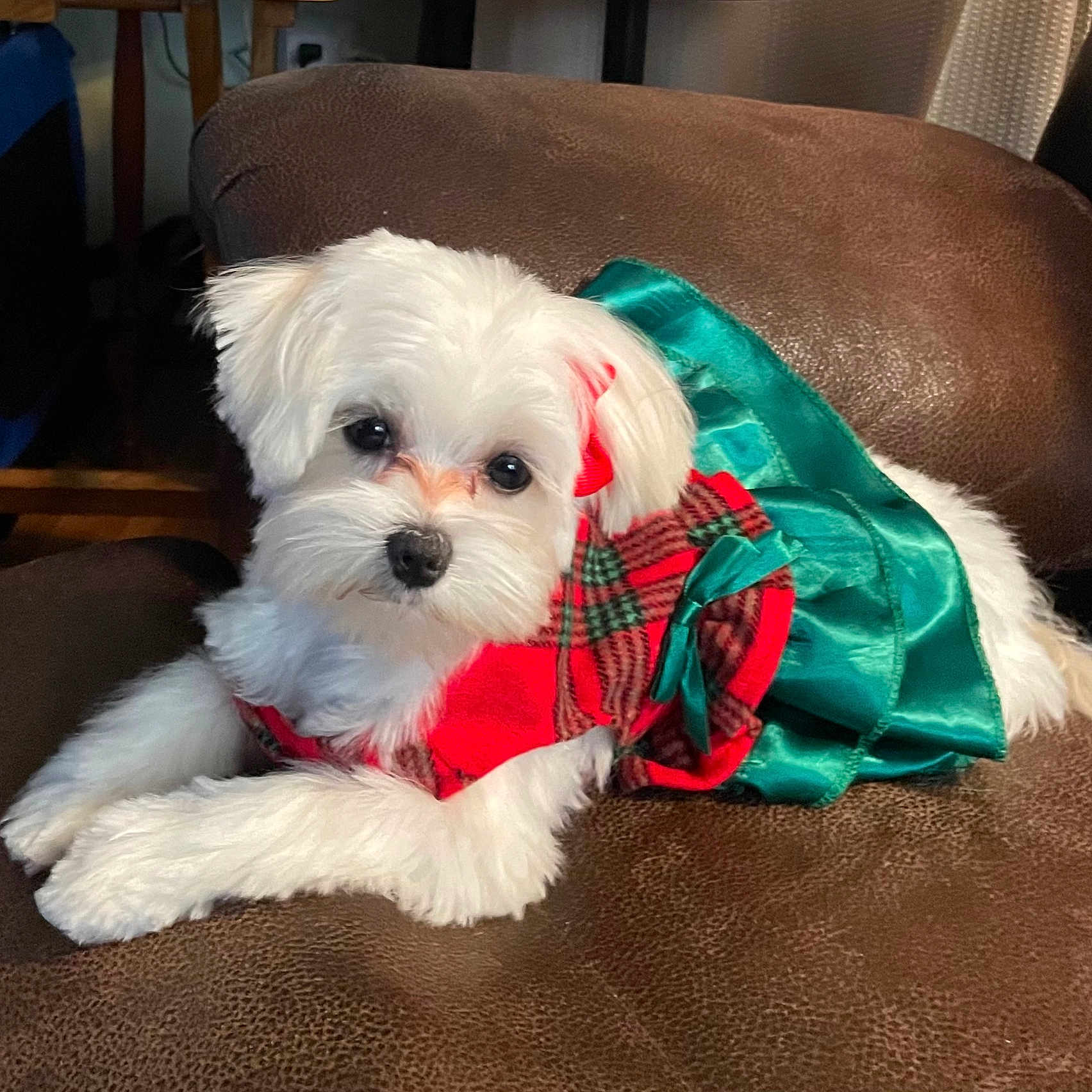 Lanie is registered to the contest to win money with this photo: adorable, animal, brown_leather_chair, costume, cute, dog, domestic_animal, dress, fashion, fur, green_bow, holiday, indoor, pet, plaid_pattern, portrait, puppy, resting, small_dog, white_fur
