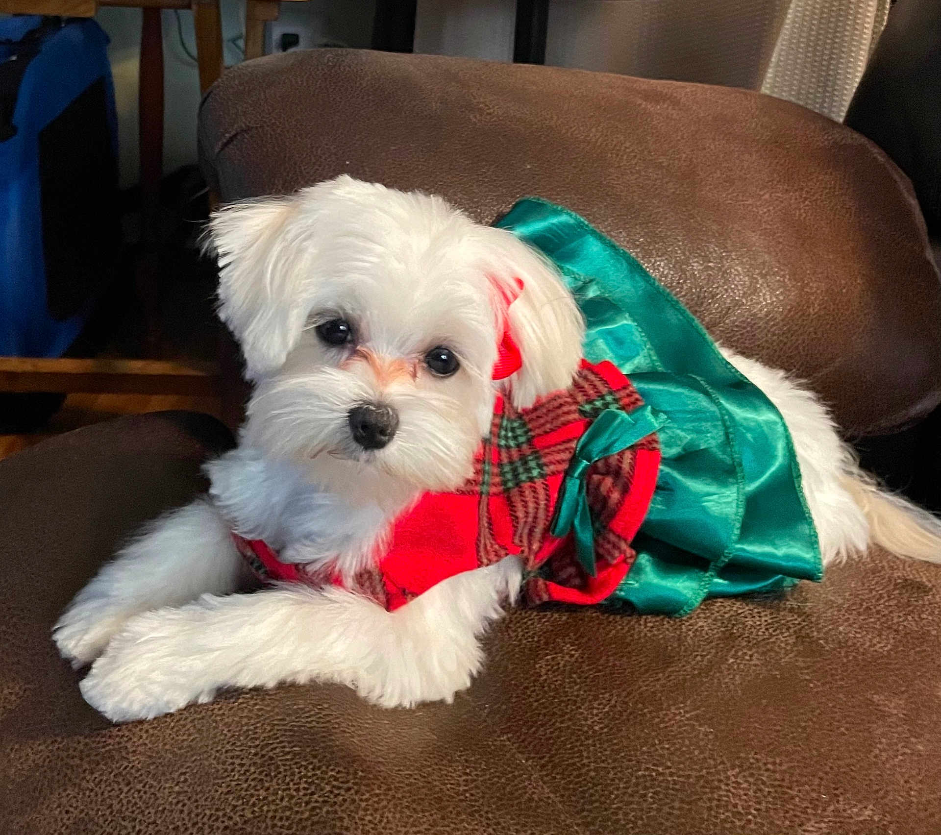Lanie is registered to the contest to win money with this photo: dog, puppy, white_fur, dress, plaid_pattern, green_bow, brown_leather_chair, indoor, pet, cute, small_dog, costume, animal, resting, fur, adorable, holiday, portrait, domestic_animal, fashion