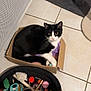 Chocapic a rejoint le concours — aidez-le/la à gagner de superbes lots ! animal, black_and_white, cardboard_box, cat, cat_toys, cozy, curled_up, cute, domestic, feline, globe, household, indoor, pet, playful, purple_blanket, resting, tiled_floor, toy_basket, tuxedo_cat