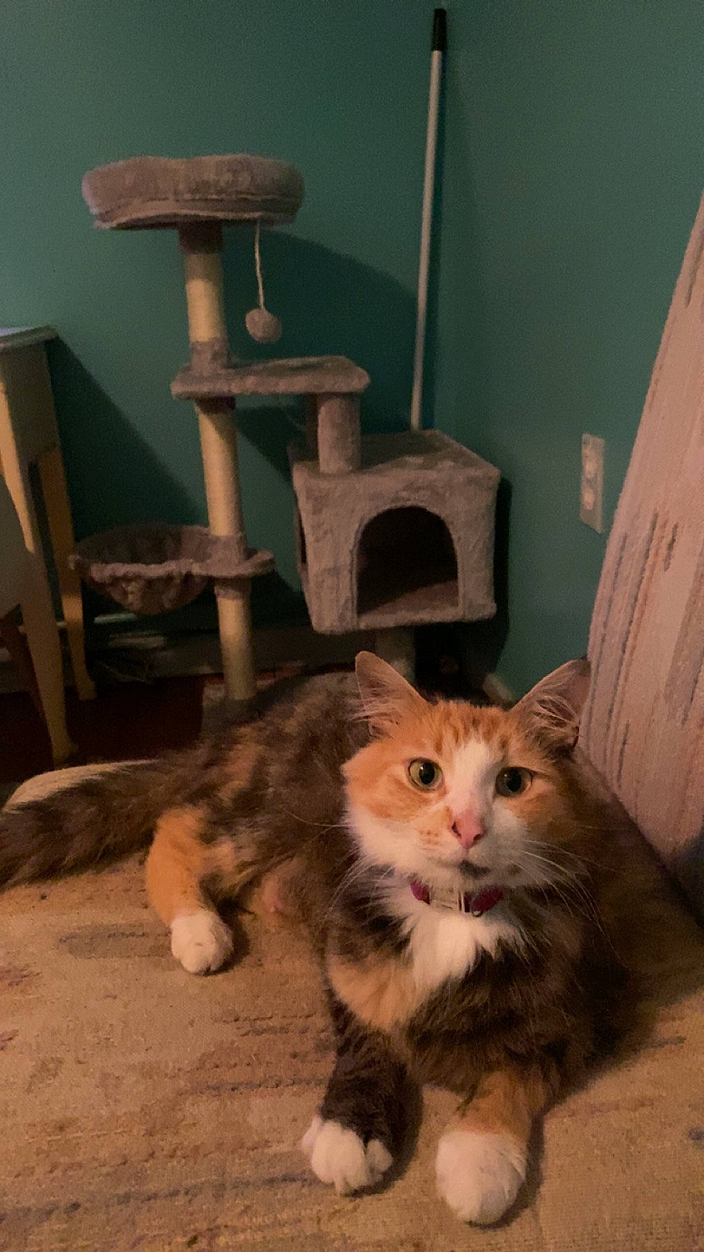 Rosaline is registered to the contest to win money with this photo: box, carnivore, cat, cat_supply, chair, domestic_short_haired_cat, eye, fawn, felidae, fur, hardwood, lap, paw, room, small_to_medium_sized_cats, tail, terrestrial_animal, whiskers, window, wood
