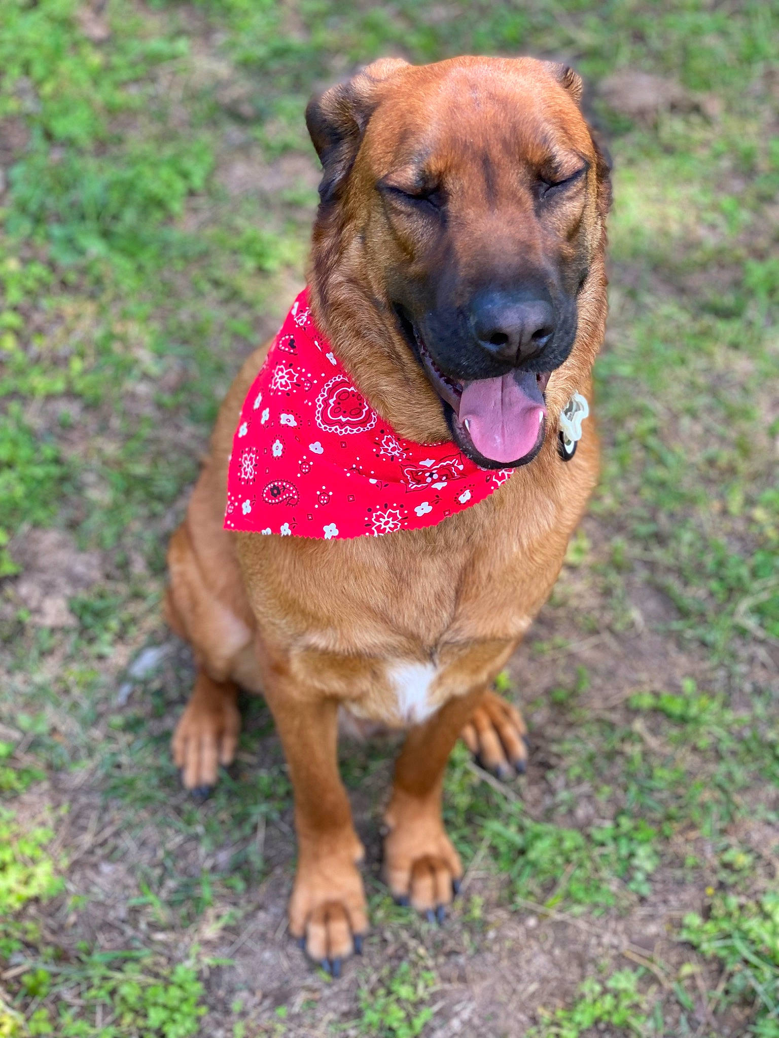 Handsome joined the competition — help win amazing prizes! ancient_dog_breeds, canidae, carnivore, collar, companion_dog, dog, dog_breed, dog_collar, dog_supply, fawn, grass, guard_dog, liver, pet_supply, plant, sporting_group, terrestrial_animal, whiskers, working_animal, working_dog