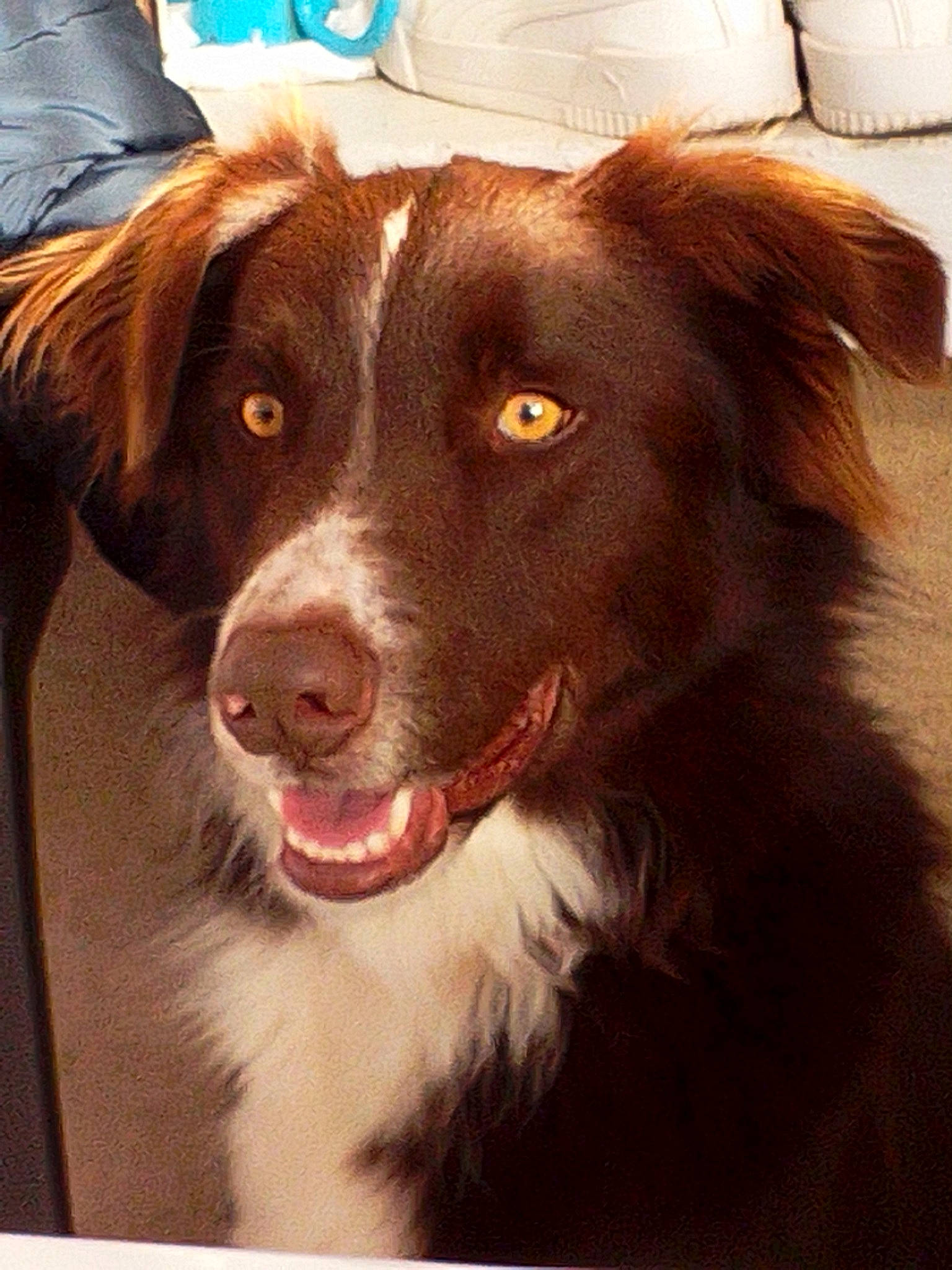 Pitou participe au concours pour gagner de l'argent avec cette photo : art, borador, border_collie, carnivore, companion_dog, dog, dog_breed, door, fur, gun_dog, herding_dog, liver, paper_towel, snout, sporting_group, whiskers, working_animal, working_dog