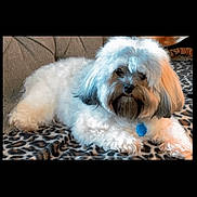 Doodle is registered to the contest to win money with this photo: animal, blanket, comfort, companion, cozy, cute, dog, domestic_animal, fluffy, fur, fur_pattern, household, indoor, laying_down, leopard_print, pet, relaxed, resting, small_dog, white