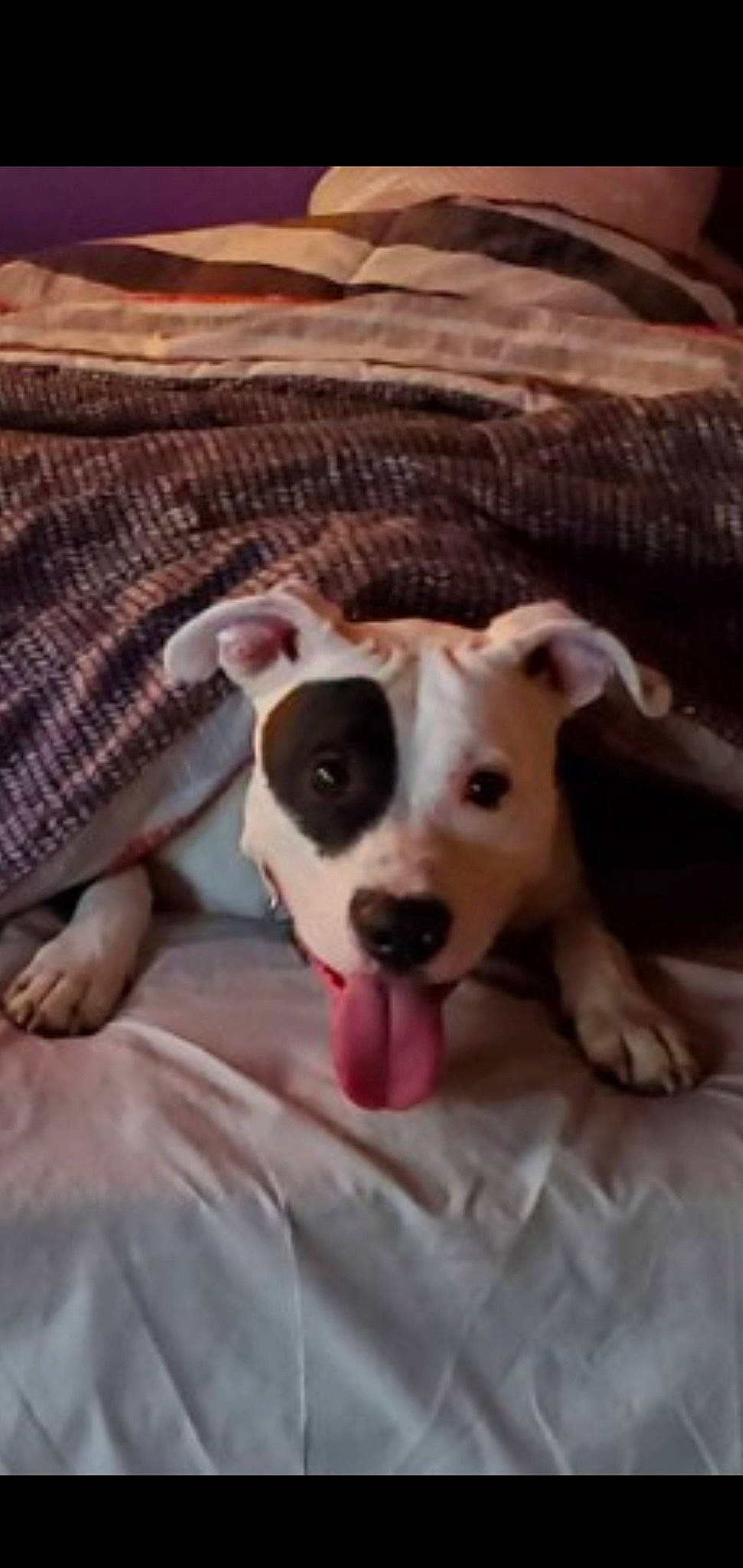 Capone is registered to the contest to win money with this photo: bed, carnivore, comfort, companion_dog, couch, dog, dog_breed, fawn, hardwood, linens, paw, puppy_love, snout, sporting_group, tartan, terrestrial_animal, toy_dog, whiskers, wood, working_animal