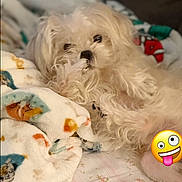 Mookie is registered to the contest to win money with this photo: animal, bed, blanket, canine, comfort, cozy, cute, dog, emoji, fluffy, fur, indoor, pet, playful, relaxed, resting, sleepy, soft, sticker, white_dog