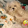 dog, white_dog, fluffy, bed, blanket, indoor, pet, cute, relaxed, canine, animal, fur, sleepy, resting, soft, cozy, comfort, emoji, sticker, playful