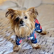 Finn joined the competition — help win amazing prizes! animal, bed, blanket, canine, companion, cozy, curious, cute, dog, domestic, fur, furry, home, indoor, looking_up, mammal, pet_clothing, portrait, small_dog, standing