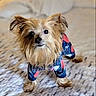 animal, bed, blanket, canine, companion, cozy, curious, cute, dog, domestic, fur, furry, home, indoor, looking_up, mammal, pet_clothing, portrait, small_dog, standing