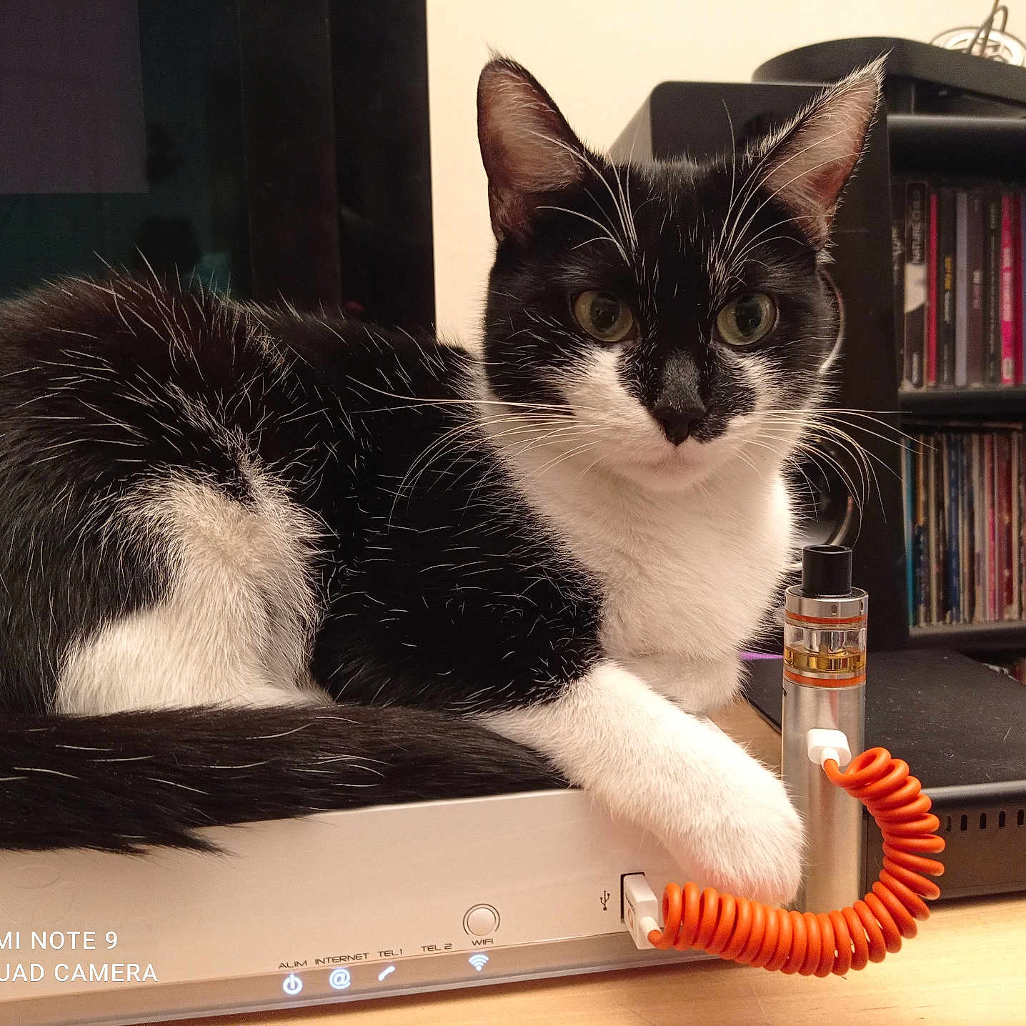 Luna participe au concours pour gagner de l'argent avec cette photo : accessories, animal, architecture, bookcase, bottle, cat, computer, cosmetics, electronics, furniture, hardwood, kitten, laptop, manx, pc, perfume, pet, shelf, table, wood