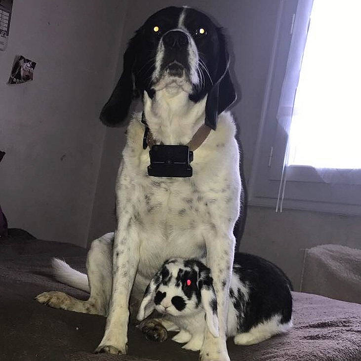 Mia