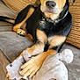 Zeus joined the competition — help win amazing prizes! dog, puppy, plush_toy, couch, pillow, indoor, pet, animal, fur, collar, black_and_tan, relaxed, home, living_room, carpet, cute, domestic_animal, resting, toy, comfort