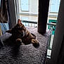 Nina a rejoint le concours — aidez-le/la à gagner de superbes lots ! animal, building, cat, cat_tree, cozy, curious, daylight, feline, fur, home, indoor, looking, paws, pet, plush, relaxed, resting, shutters, tabby, window