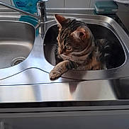 Nina a rejoint le concours — aidez-le/la à gagner de superbes lots ! animal, cat, cleaning_product, container, countertop, curious, domestic_cat, faucet, feline, household, indoor, kitchen, looking_away, paw, pet, relaxed, sink, stainless_steel, tabby_cat, tile_wall