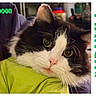 cat, black_and_white, fluffy, pet, animal, indoor, close_up, eyes, face, fur, cute, green_text, calendar, holding, person, portrait, whiskers, pink_nose, domestic_cat, looking