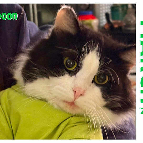 Spoon joined the competition — help win amazing prizes! cat, black_and_white, fluffy, pet, animal, indoor, close_up, eyes, face, fur, cute, green_text, calendar, holding, person, portrait, whiskers, pink_nose, domestic_cat, looking
